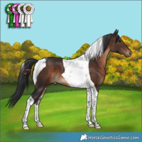 Horse Color:Brown Tobiano 