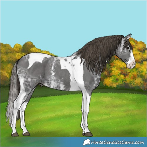 Horse Color:Smoky Black Ice Sabino Splash Tobiano Appaloosa 