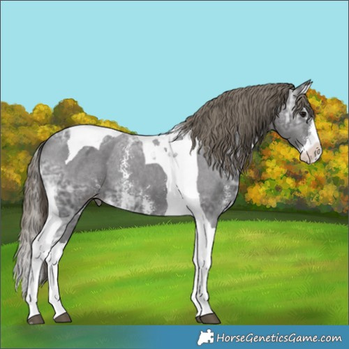 Horse Color:Smoky Black Ice Sabino Splash Tobiano Appaloosa