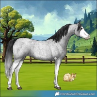Horse Color:Blue Roan Splash 