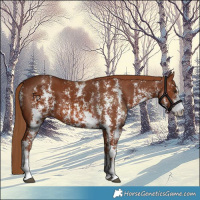 Horse Color:Chestnut Sabino