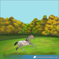 Horse Color:White Spotted Brown Dun Tobiano Blanket Rabicano 