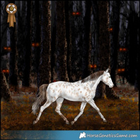 Horse Color:Brown Pearl Dun Tobiano Near Leopard Rabicano 