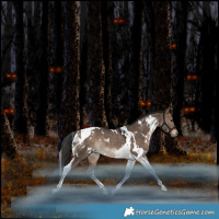 Horse Color:White Spotted Bay Dun Tobiano Rabicano