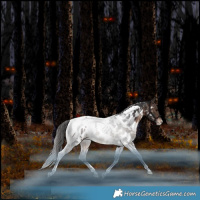 Horse Color:White Spotted Bay Tobiano Near Leopard Rabicano 