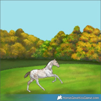 Horse Color:White Spotted Grullo Pearl Tobiano Appaloosa Rabicano