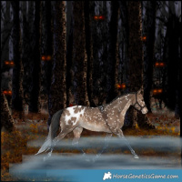 Horse Color:Bay Dun Tobiano Blanket Rabicano 