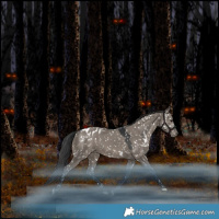 Horse Color:White Spotted Grullo Appaloosa Rabicano