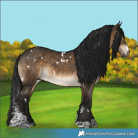 Horse Color:Gray White Spotted Brown Dun Sabino 