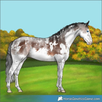 Horse Color:Powder White White Spotted Brown Splash 