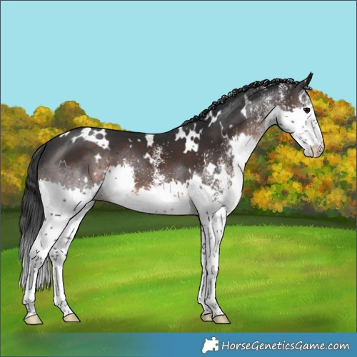 Horse Color:White Spotted Brown Splash
