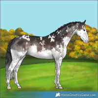 Horse Color:White Spotted Brown Splash 