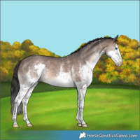 Horse Color:White Spotted Brown Dun Splash 
