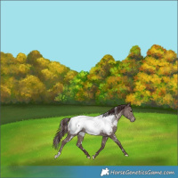Horse Color:Platinum White Spotted Chocolate Grullo Mushroom Near Fewspot Rabicano 