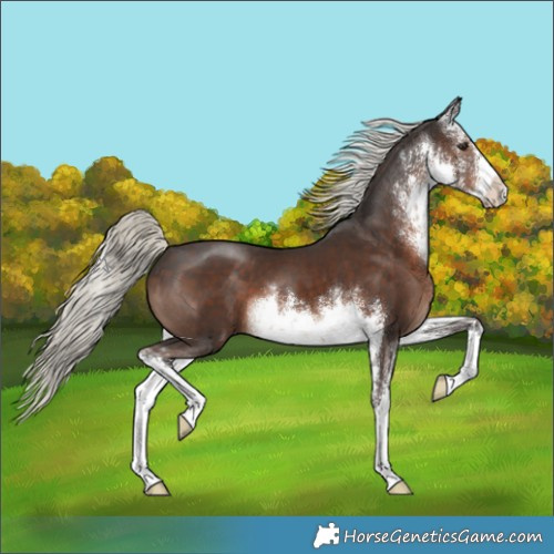 Horse Color:White Spotted Liver Chestnut Mushroom