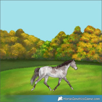 Horse Color:Platinum White Spotted Chocolate Bay Dun Mushroom Rabicano