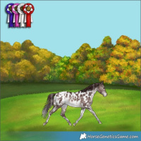Horse Color:Platinum White Spotted Chocolate Bay Mushroom Tobiano Near Leopard Rabicano 