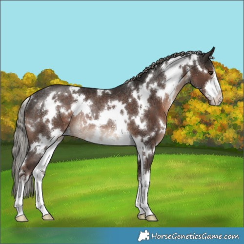 Horse Color:White Spotted Liver Chestnut Mushroom Rabicano