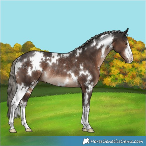 Horse Color:White Spotted Liver Chestnut Mushroom Rabicano 