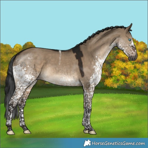 Horse Color:Gray Brown Dun Splash Tobiano 