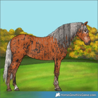 Horse Color:Gray Brown Tobiano  and Silver Bay 