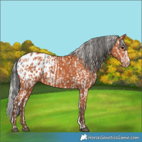 Horse Color:White Spotted Black Splash Tobiano Frame Near Leopard  and Silver Bay Blanket 