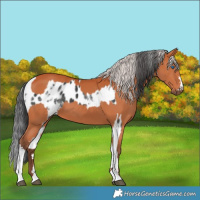 Horse Color:White Spotted Black Splash Tobiano Frame Near Leopard  and Silver Bay 