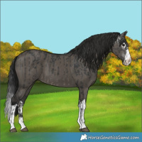 Horse Color:Black  and Gray Grullo Splash 