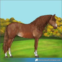 Horse Color:Chocolate Palomino  and Chestnut 