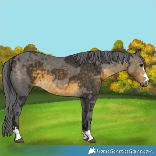 Horse Color:Buckskin Merle