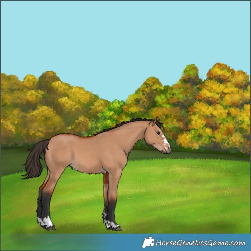 Horse Color:Bay Dun 