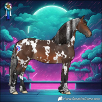 Horse Color:White Spotted Brown 