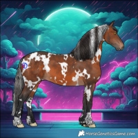 Horse Color:White Spotted Brown 