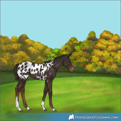 Horse Color:Liver Chestnut Tobiano Appaloosa 