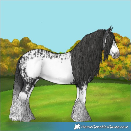Horse Color:Black Splash Frame  and Black Splash Frame Appaloosa 