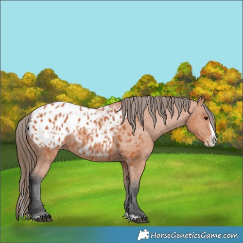 Horse Color:Bay Splash Blanket 