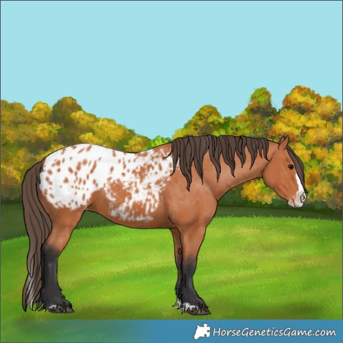 Horse Color:Bay Splash Blanket 