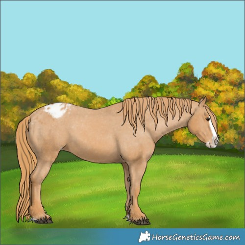 Horse Color:Chestnut Splash Appaloosa 