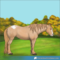Horse Color:Chestnut Splash Varnish 