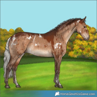 Horse Color:Powder White White Spotted Silver Bay Dun Brindle 