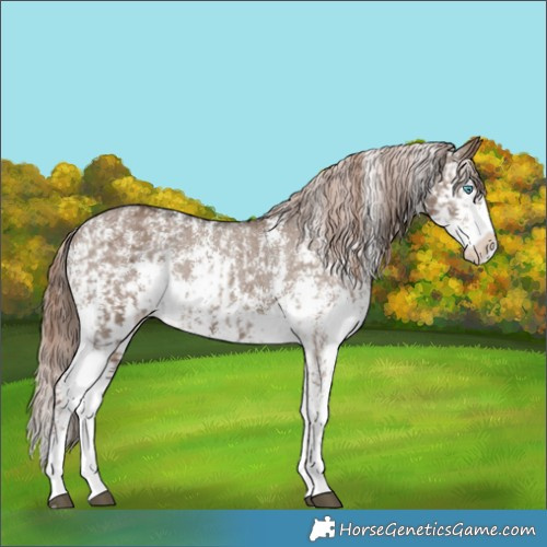 Horse Color:Liver Red Dun Sabino Splash Appaloosa and Liver Red Dun Sabino Splash Appaloosa