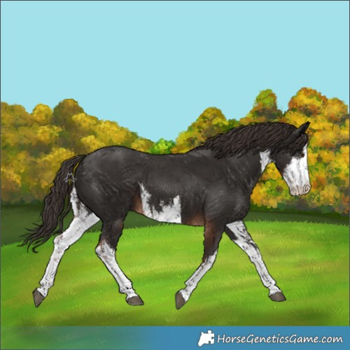 Horse Color:White Spotted Liver Chestnut