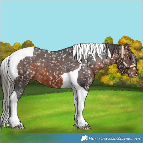Horse Color:Brown Tobiano Appaloosa 