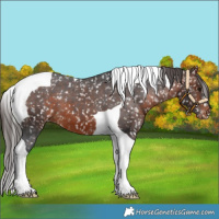 Horse Color:Brown Tobiano Appaloosa 