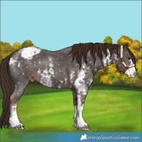 Horse Color:Liver Chestnut Sabino Appaloosa 