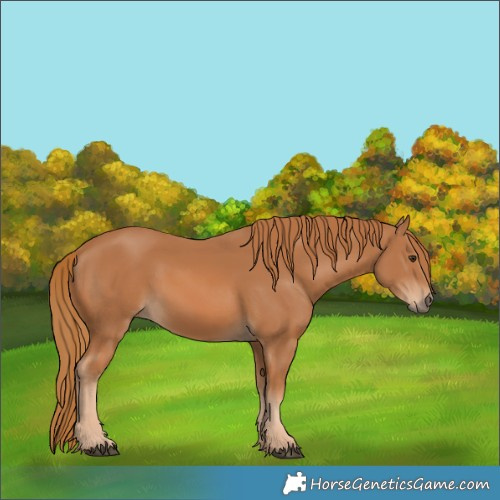 Horse Color:Chestnut 