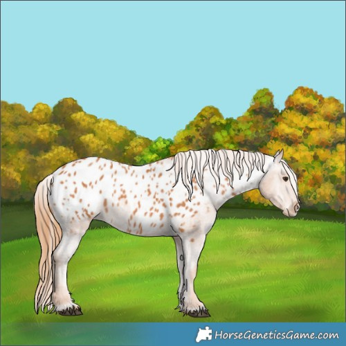 Horse Color:Chestnut Appaloosa 