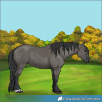 Horse Color:Grullo 