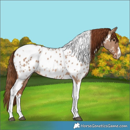 Horse Color:White Spotted Red Dun Tobiano Appaloosa 