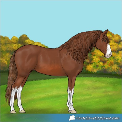 Horse Color:White Spotted Chestnut